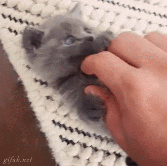 Kucing lucu