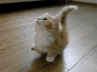 Kucing lucu di samping kue
