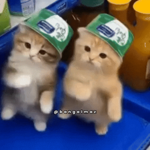 Kucing menari