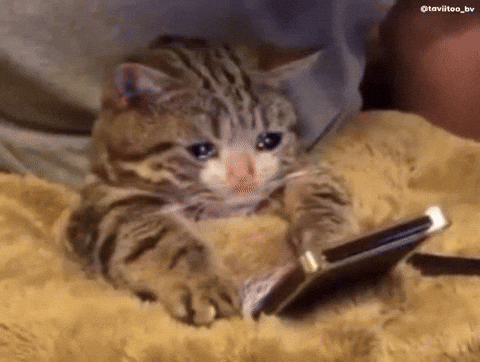 Kucing nangis